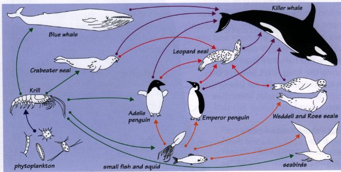 ocean food chain pictures. Food webs are part of every